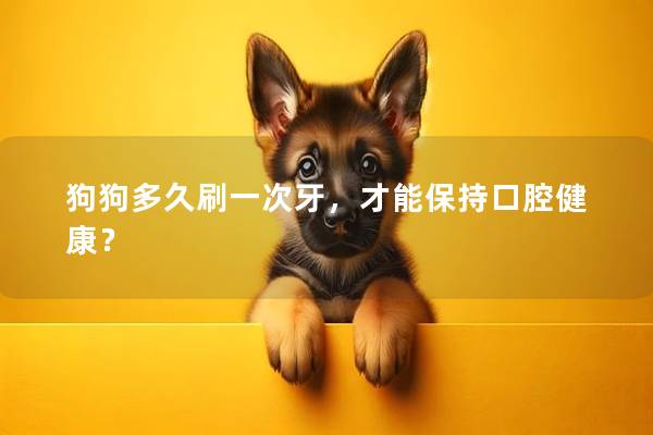 狗狗多久刷一次牙，才能保持口腔健康？