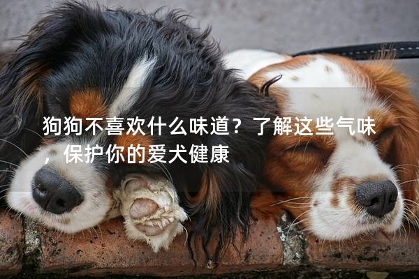 狗狗不喜欢什么味道？了解这些气味，保护你的爱犬健康
