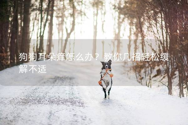狗狗耳朵痒怎么办？教你几招轻松缓解不适