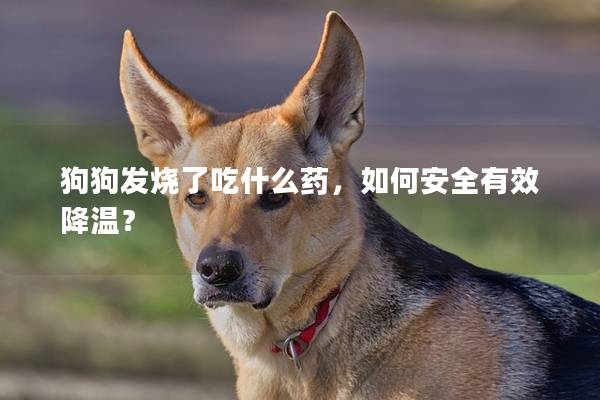 狗狗发烧了吃什么药,如何安全有效降温? 狗狗发烧了吃什么药,如何安全有效降温?