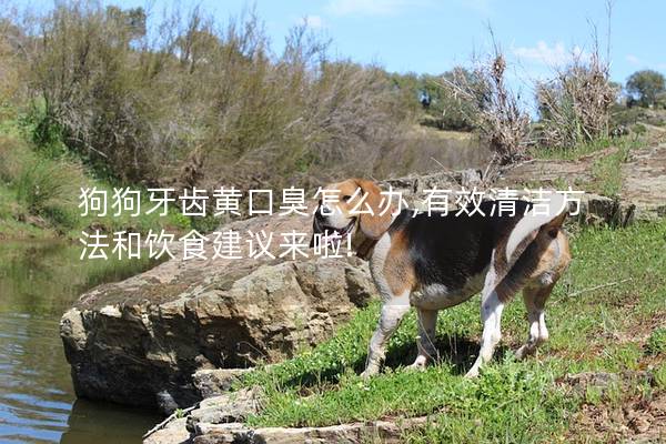 狗狗牙齿黄口臭怎么办,有效清洁方法和饮食建议来啦!