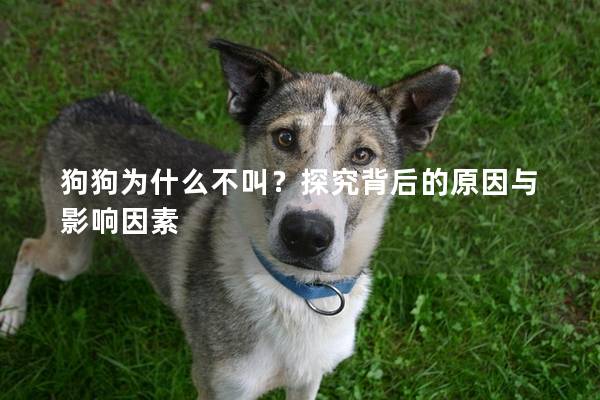 狗狗为什么不叫？探究背后的原因与影响因素