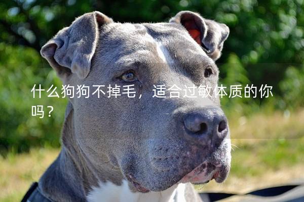 什么狗狗不掉毛,适合过敏体质的你吗? 什么狗狗不掉毛,适合过敏体质的你吗?
