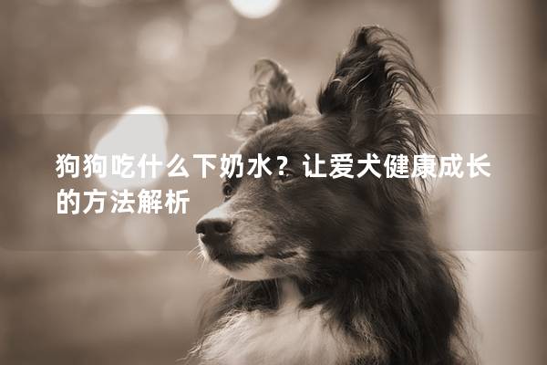 狗狗吃什么下奶水？让爱犬健康成长的方法解析