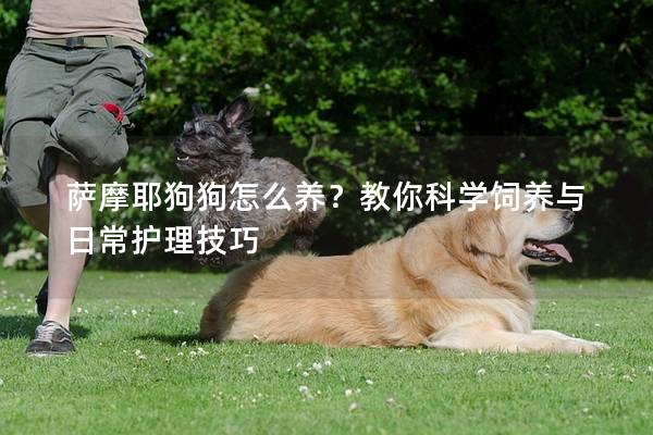 萨摩耶狗狗怎么养？教你科学饲养与日常护理技巧