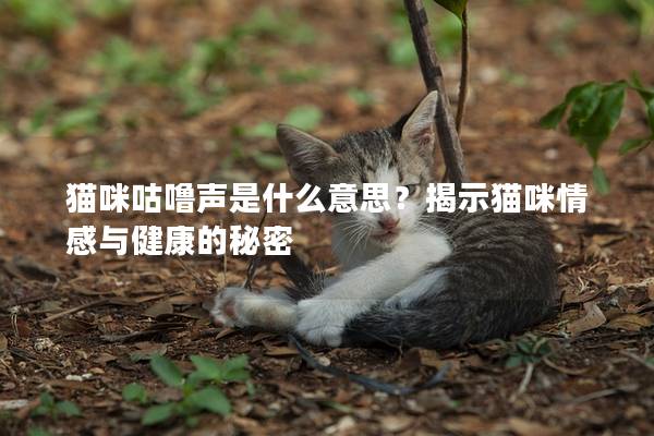 猫咪咕噜声是什么意思？揭示猫咪情感与健康的秘密