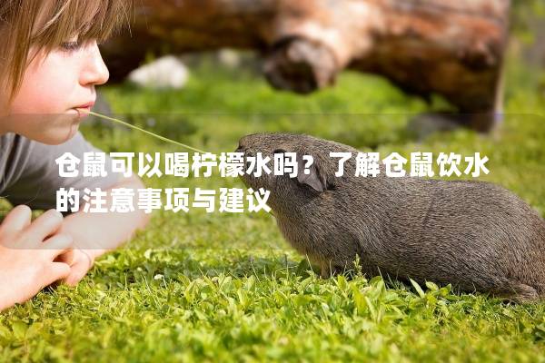仓鼠可以喝柠檬水吗？了解仓鼠饮水的注意事项与建议
