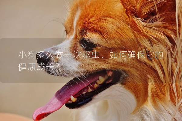 小狗多久做一次驱虫，如何确保它的健康成长？