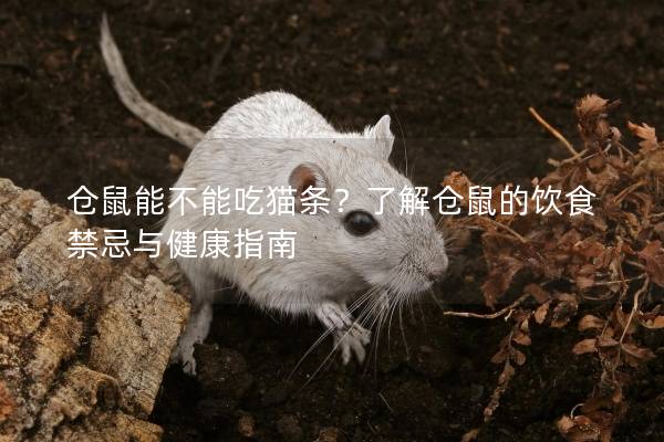 仓鼠能不能吃猫条？了解仓鼠的饮食禁忌与健康指南