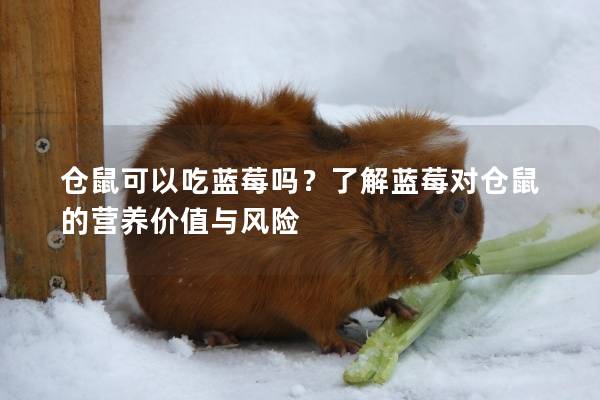 仓鼠可以吃蓝莓吗？了解蓝莓对仓鼠的营养价值与风险