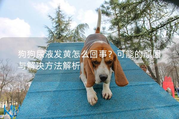 狗狗尿液发黄怎么回事？可能的原因与解决方法解析
