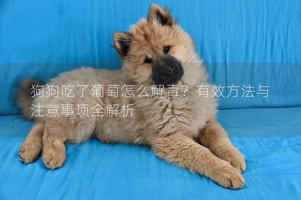 狗狗吃了葡萄怎么解毒？有效方法与注意事项全解析