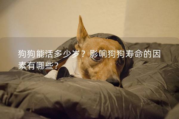 狗狗能活多少岁?影响狗狗寿命的因素有哪些? 狗狗能活多少岁?影响狗狗寿命的因素有哪些?