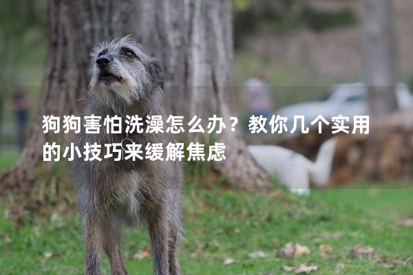 狗狗害怕洗澡怎么办？教你几个实用的小技巧来缓解焦虑