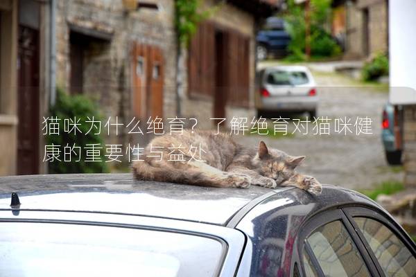 猫咪为什么绝育？了解绝育对猫咪健康的重要性与益处