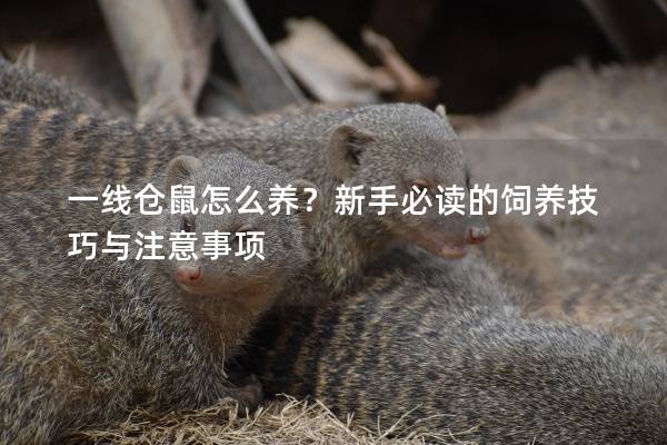 一线仓鼠怎么养？新手必读的饲养技巧与注意事项