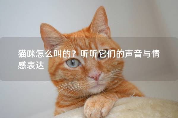 猫咪怎么叫的？听听它们的声音与情感表达