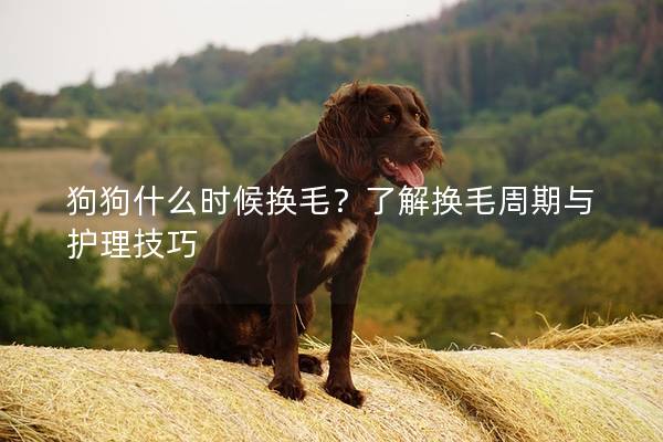 狗狗什么时候换毛?了解换毛周期与护理技巧 狗狗什么时候换毛?了解换毛周期与护理技巧