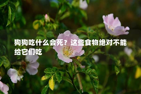 狗狗吃什么会死？这些食物绝对不能给它们吃