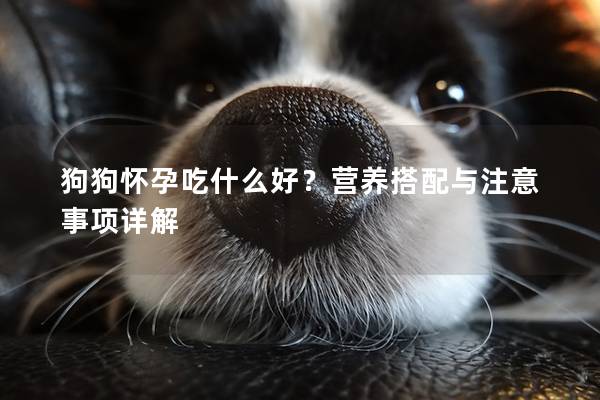 狗狗怀孕吃什么好？营养搭配与注意事项详解
