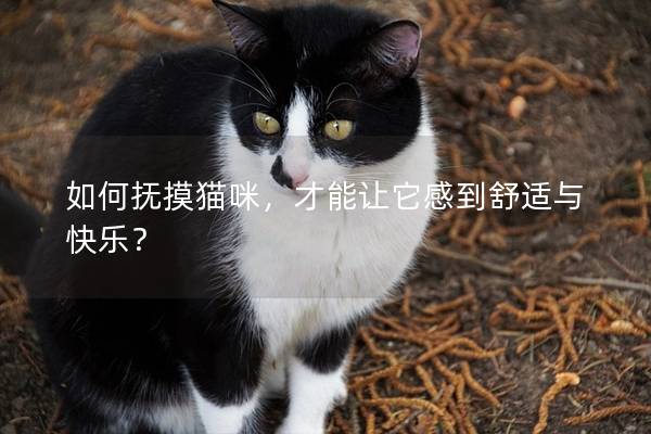 如何抚摸猫咪，才能让它感到舒适与快乐？