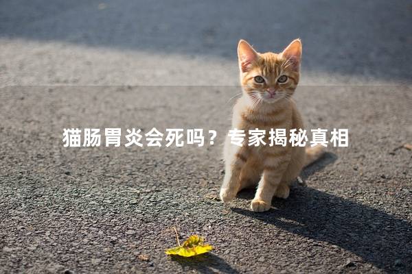 猫肠胃炎会死吗？专家揭秘真相