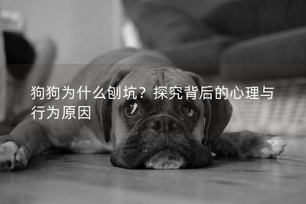 狗狗为什么刨坑？探究背后的心理与行为原因