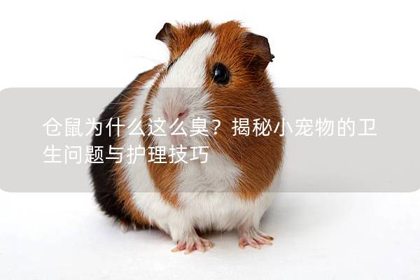 仓鼠为什么这么臭？揭秘小宠物的卫生问题与护理技巧