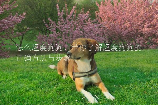 怎么超度狗狗,带你了解超度狗狗的正确方法与步骤 怎么超度狗狗,带你了解超度狗狗的正确方法与步骤