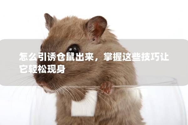 怎么引诱仓鼠出来，掌握这些技巧让它轻松现身