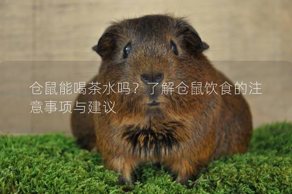 仓鼠能喝茶水吗？了解仓鼠饮食的注意事项与建议