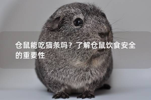 仓鼠能吃猫条吗？了解仓鼠饮食安全的重要性