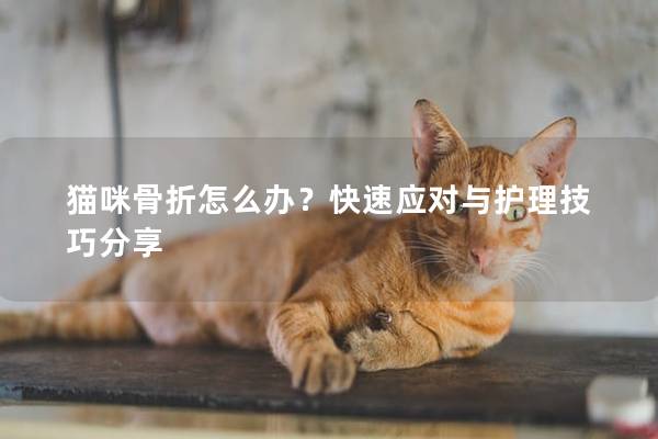 猫咪骨折怎么办？快速应对与护理技巧分享