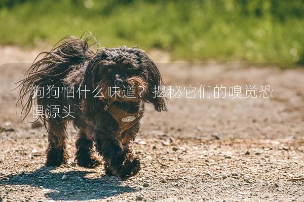 狗狗怕什么味道？揭秘它们的嗅觉恐惧源头