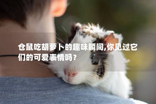 仓鼠吃胡萝卜的趣味瞬间,你见过它们的可爱表情吗？