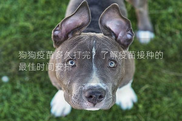 狗狗疫苗多久打完?了解疫苗接种的最佳时间安排 狗狗疫苗多久打完?了解疫苗接种的最佳时间安排