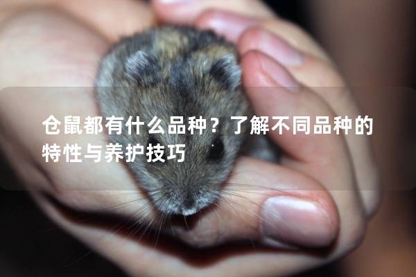 仓鼠都有什么品种？了解不同品种的特性与养护技巧