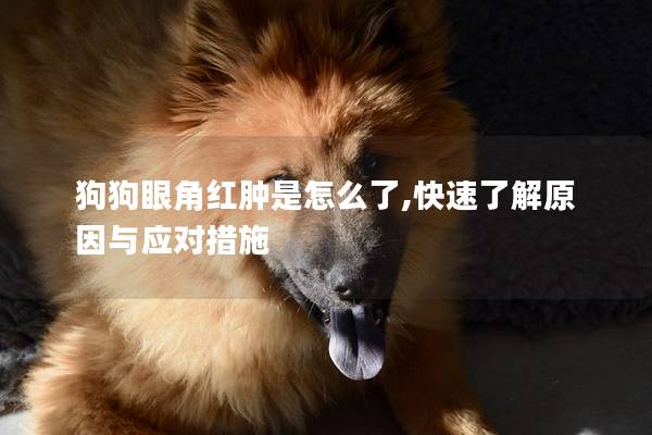 狗狗眼角红肿是怎么了,快速了解原因与应对措施