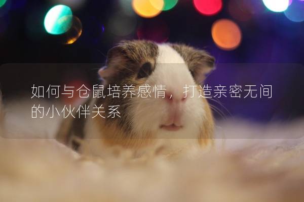 如何与仓鼠培养感情，打造亲密无间的小伙伴关系