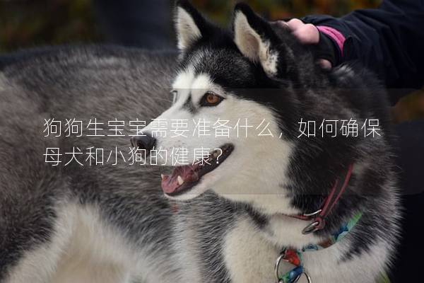 狗狗生宝宝需要准备什么，如何确保母犬和小狗的健康？