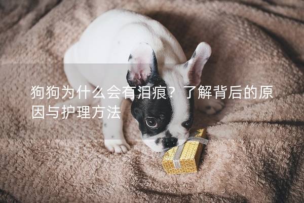 狗狗为什么会有泪痕?了解背后的原因与护理方法 狗狗为什么会有泪痕?了解背后的原因与护理方法