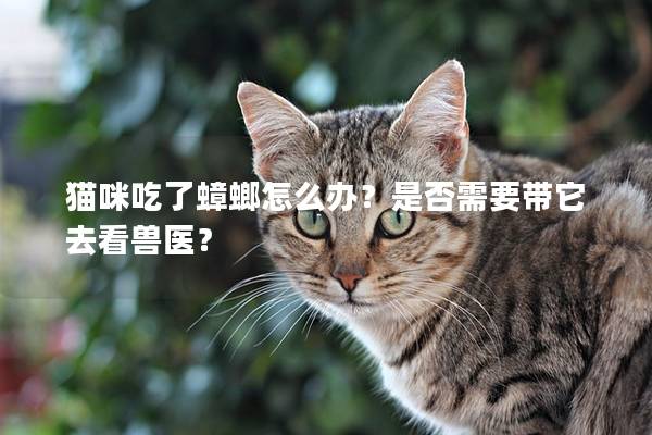 猫咪吃了蟑螂怎么办？是否需要带它去看兽医？
