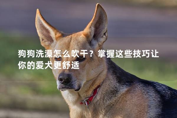 狗狗洗澡怎么吹干？掌握这些技巧让你的爱犬更舒适