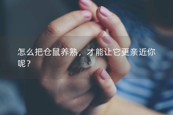 怎么把仓鼠养熟，才能让它更亲近你呢？