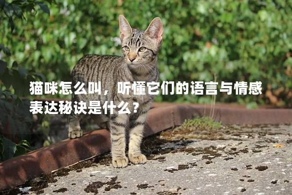 猫咪怎么叫，听懂它们的语言与情感表达秘诀是什么？