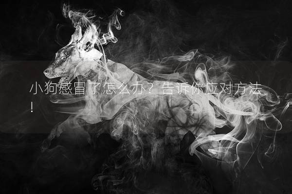 小狗感冒了怎么办？告诉你应对方法!