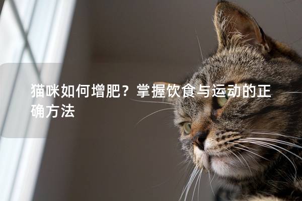 猫咪如何增肥？掌握饮食与运动的正确方法