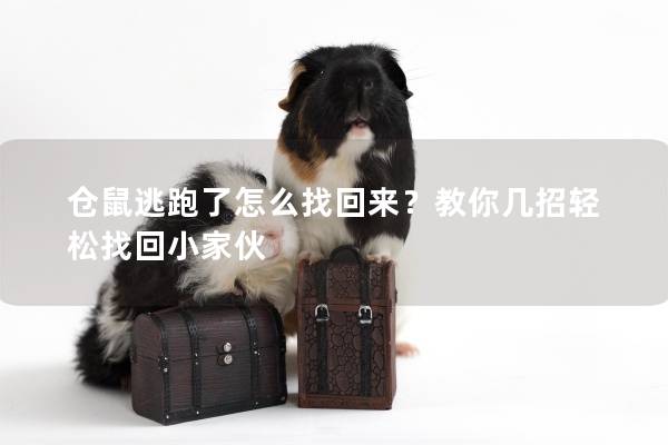 仓鼠逃跑了怎么找回来？教你几招轻松找回小家伙