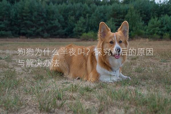 狗狗为什么半夜叫？探究背后的原因与解决办法
