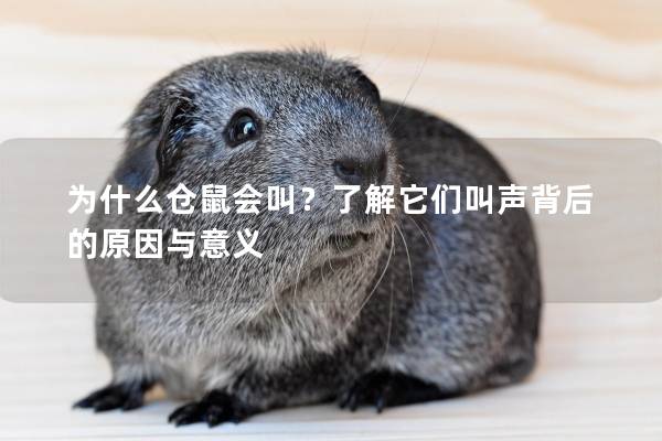 为什么仓鼠会叫?了解它们叫声背后的原因与意义 为什么仓鼠会叫?了解它们叫声背后的原因与意义